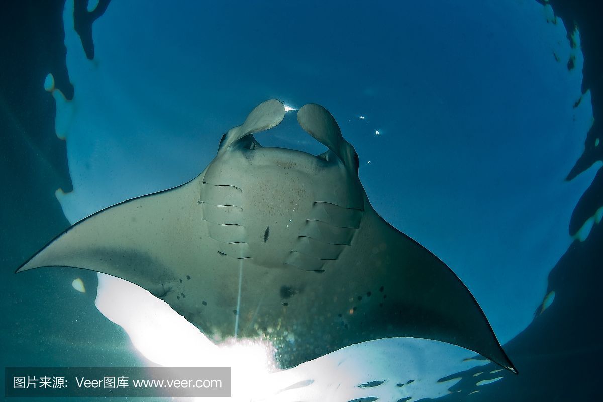 魟魚經常飛缸上面什么原因：魟魚的飛缸行為可能由多種因素引起[需手動填充]魚的飛缸行為