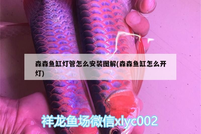 龍魚干蝦有營養嗎 森森魚缸燈管怎么安裝圖解(森森魚缸怎么開燈) 黃金貓魚百科 森森魚缸燈管怎么安裝圖解(森森魚缸怎么開燈) 森森魚缸燈管怎么安裝圖解(森森魚缸怎么開燈) 黃金貓魚百科