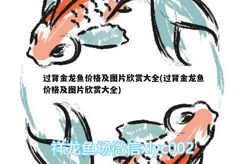 金頭過背金龍魚 過背金龍魚價格及圖片欣賞大全(過背金龍魚價格及圖片欣賞大全) 金龍魚百科 過背金龍魚價格及圖片欣賞大全(過背金龍魚價格及圖片欣賞大全) 過背金龍魚價格及圖片欣賞大全(過背金龍魚價格及圖片欣賞大全) 金龍魚百科