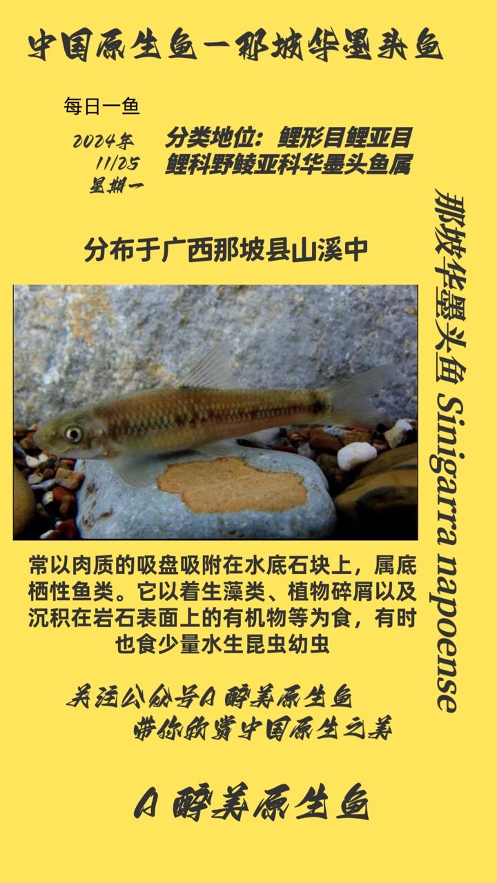 那坡華墨頭魚