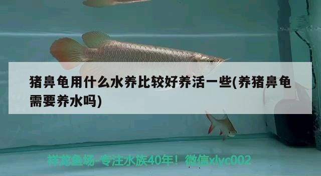 豬鼻龜用什么水養比較好養活一些(養豬鼻龜需要養水嗎)