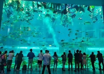 中國最大的海洋水族館：中國擁有世界上最大的海洋水族館 中國最大的海洋水族館：中國擁有世界上最大的海洋水族館 水族館百科（水族館加盟） 第5張