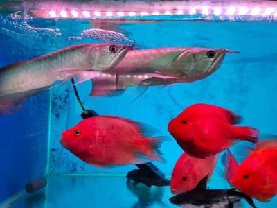 紅龍魚和地圖可以混養嗎：紅龍魚和地圖魚可以混養但需要確保兩者能夠和平共處