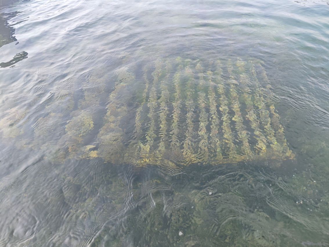 挑貨中 挑貨中 龍魚論壇 第5張