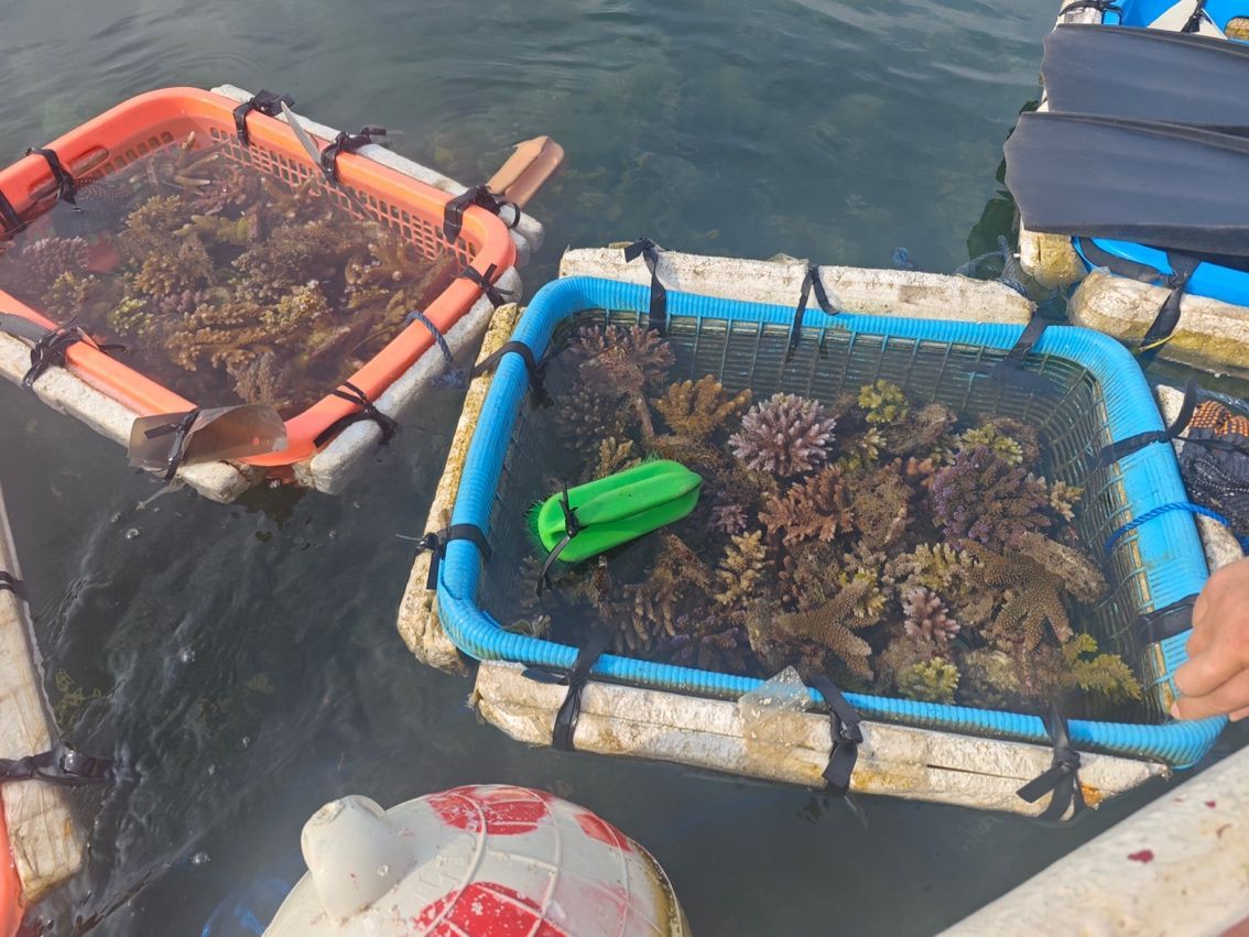 挑貨中 挑貨中 龍魚論壇 第7張