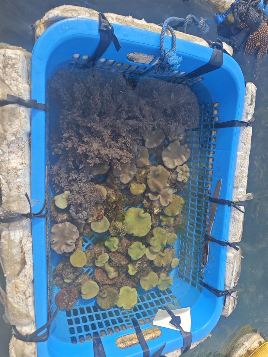 挑貨中 挑貨中 龍魚論壇 第8張