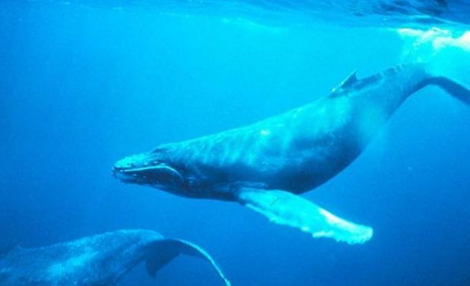 水族館一般多少錢一平方米（水族館的建設和運營成本） 水族館一般多少錢一平方米（水族館的建設和運營成本） 水族館百科（水族館加盟） 第3張