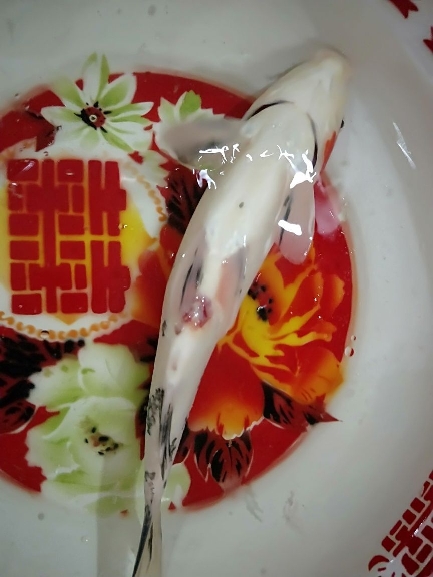最近的魚缸生產(chǎn)廠家電話是多少（森森魚缸好嗎） 最近的魚缸生產(chǎn)廠家電話是多少（森森魚缸好嗎） 黃金貓魚百科 第2張