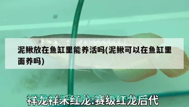 泥鰍放在魚缸里能養(yǎng)活嗎(泥鰍可以在魚缸里面養(yǎng)嗎) 泥鰍放在魚缸里能養(yǎng)活嗎(泥鰍可以在魚缸里面養(yǎng)嗎) iwish愛唯希品牌魚缸
