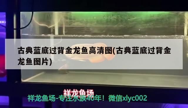 古典藍底過背金龍魚高清圖(古典藍底過背金龍魚圖片) 古典藍底過背金龍魚高清圖(古典藍底過背金龍魚圖片) 金龍魚百科