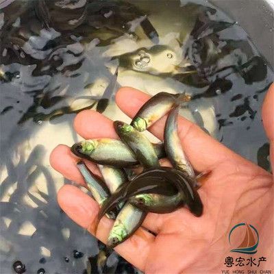 觀賞魚黑魚能養(yǎng)幾條（觀賞魚黑魚的養(yǎng)殖數(shù)量和養(yǎng)殖技巧黑魚的養(yǎng)殖技巧） 觀賞魚黑魚能養(yǎng)幾條（觀賞魚黑魚的養(yǎng)殖數(shù)量和養(yǎng)殖技巧黑魚的養(yǎng)殖技巧） 可麗愛魚缸 第1張