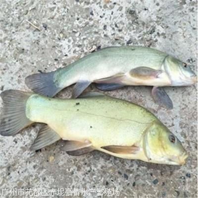 觀賞魚黑魚能養(yǎng)幾條（觀賞魚黑魚的養(yǎng)殖數(shù)量和養(yǎng)殖技巧黑魚的養(yǎng)殖技巧） 觀賞魚黑魚能養(yǎng)幾條（觀賞魚黑魚的養(yǎng)殖數(shù)量和養(yǎng)殖技巧黑魚的養(yǎng)殖技巧） 可麗愛魚缸 第4張