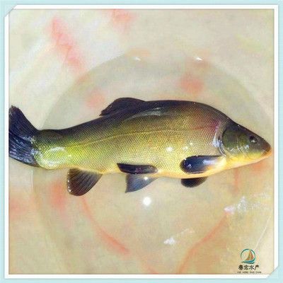 觀賞魚黑魚能養(yǎng)幾條（觀賞魚黑魚的養(yǎng)殖數(shù)量和養(yǎng)殖技巧黑魚的養(yǎng)殖技巧） 觀賞魚黑魚能養(yǎng)幾條（觀賞魚黑魚的養(yǎng)殖數(shù)量和養(yǎng)殖技巧黑魚的養(yǎng)殖技巧） 可麗愛魚缸 第3張