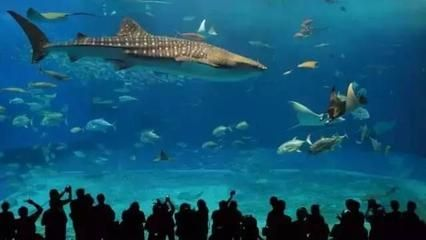 水族館店名大全圖片（水族館店名大全圖片展示多種獨特的水族館店名設計） 水族館店名大全圖片（水族館店名大全圖片展示多種獨特的水族館店名設計） 水族館百科（水族館加盟） 第1張