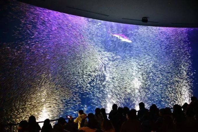 水族館店名大全圖片（水族館店名大全圖片展示多種獨特的水族館店名設計） 水族館店名大全圖片（水族館店名大全圖片展示多種獨特的水族館店名設計） 水族館百科（水族館加盟） 第2張