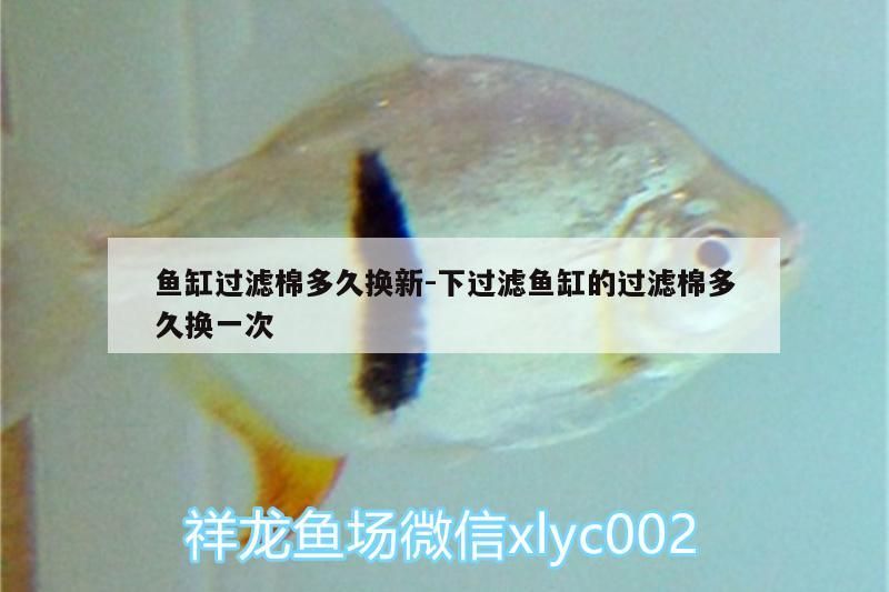魚缸過濾棉多久換新:下過濾魚缸的過濾棉多久換一次