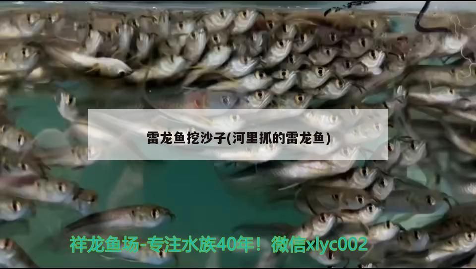 叢臺區星辰大海寵物用品店 叢臺區星辰大海寵物用品店 全國水族館企業名錄 第2張