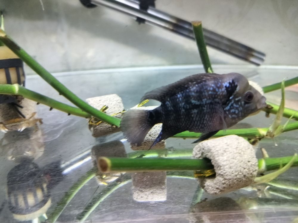 有頭座了！