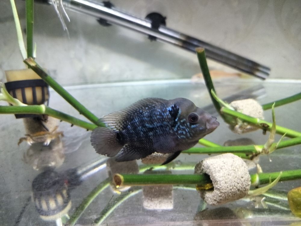 頭座很明顯了