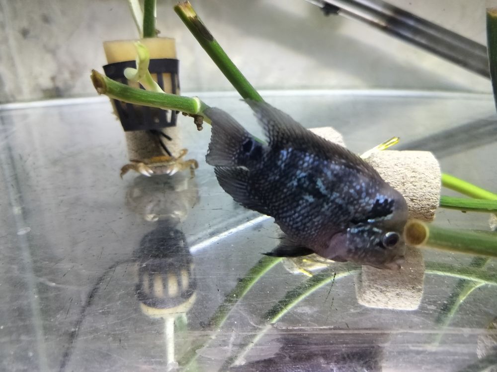 頭座很明顯了