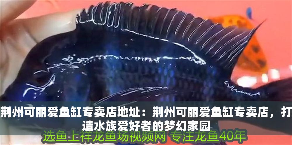 荊州可麗愛魚缸專賣店地址：荊州可麗愛魚缸專賣店，打造水族愛好者的夢幻家園 荊州可麗愛魚缸專賣店地址：荊州可麗愛魚缸專賣店，打造水族愛好者的夢幻家園 iwish愛唯希品牌魚缸 第1張
