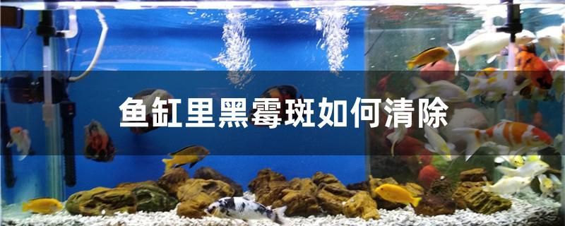 黃金貓魚圖片高清大圖大全欣賞(黃金貓是什么魚) 黃金貓魚百科 第1張 黃金貓魚圖片高清大圖大全欣賞(黃金貓是什么魚) 黃金貓魚圖片高清大圖大全欣賞(黃金貓是什么魚) 黃金貓魚百科 第1張