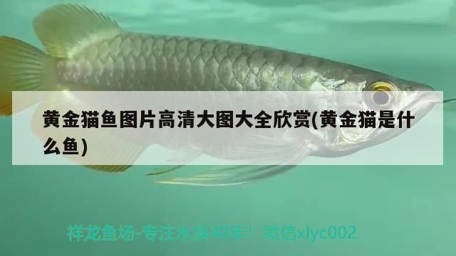 黃金貓魚圖片高清大圖大全欣賞(黃金貓是什么魚) 黃金貓魚百科 第2張 黃金貓魚圖片高清大圖大全欣賞(黃金貓是什么魚) 黃金貓魚圖片高清大圖大全欣賞(黃金貓是什么魚) 黃金貓魚百科 第2張