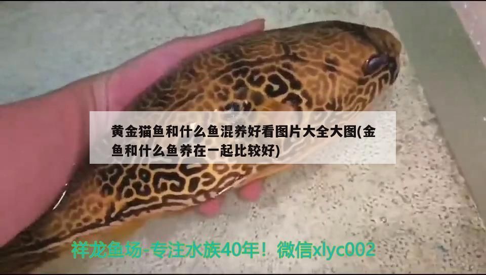 黃金貓魚和什么魚混養好看圖片大全大圖(金魚和什么魚養在一起比較好) 黃金貓魚和什么魚混養好看圖片大全大圖(金魚和什么魚養在一起比較好) 黃金貓魚百科