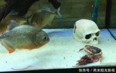 虎魚餓著能明嗎：虎魚餓著并不能使其變明，虎魚的變明可能與多種因素有關