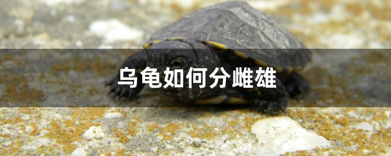 龍魚干蝦有營養嗎 烏龜如何分雌雄 元寶鳳凰魚百科 烏龜如何分雌雄 烏龜如何分雌雄 元寶鳳凰魚百科