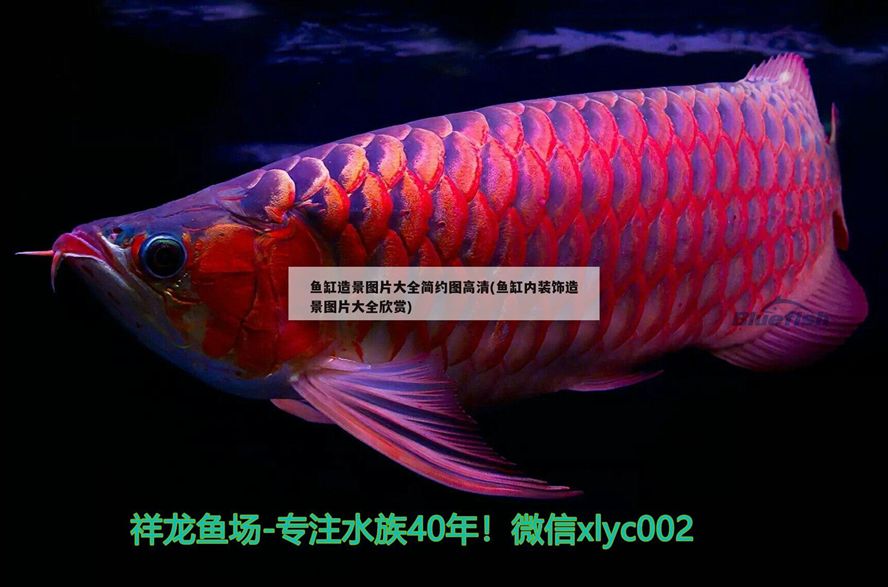 陽江水族批發市場地址電話（陽江，市區有什么好玩的地方） 陽江水族批發市場地址電話（陽江，市區有什么好玩的地方） 元寶鳳凰魚百科 第1張