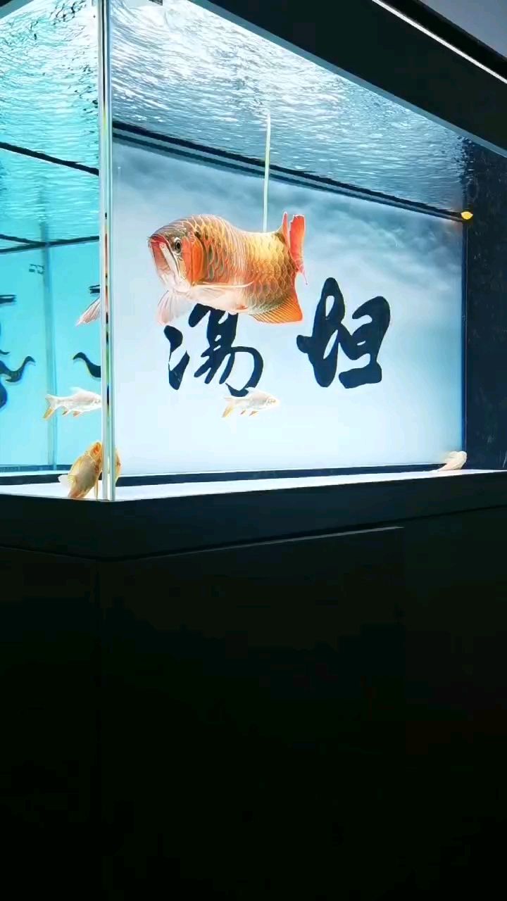 黑底白底換了兩個星期了。還紅了不少 龍魚論壇 第1張 黑底白底換了兩個星期了。還紅了不少 黑底白底換了兩個星期了。還紅了不少 龍魚論壇 第1張