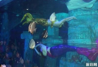 水族館有什么工作：動物醫生的疾病治療方法介紹水族館工作人員的疾病治療方法介紹 水族館有什么工作：動物醫生的疾病治療方法介紹水族館工作人員的疾病治療方法介紹 水族館百科（水族館加盟） 第4張