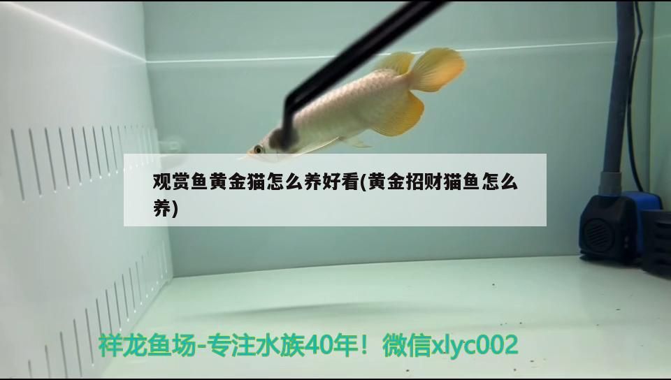觀賞魚黃金貓怎么養好看(黃金招財貓魚怎么養) 觀賞魚黃金貓怎么養好看(黃金招財貓魚怎么養) 黃金貓魚百科