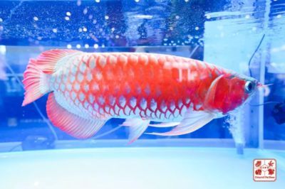 2020觀賞魚展會：2020第二屆寧波國際寵物產業博覽會