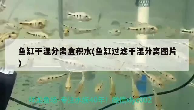 30厘米銀龍魚價格多少（30厘米銀龍魚價格與在線購買相比如何購買30厘米銀龍魚） 30厘米銀龍魚價格多少（30厘米銀龍魚價格與在線購買相比如何購買30厘米銀龍魚） 觀賞魚百科 第1張