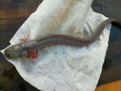 虎魚膽子小喂泥鰍不敢出來吃：虎魚膽子小喂泥鰍不敢出來吃怎么辦
