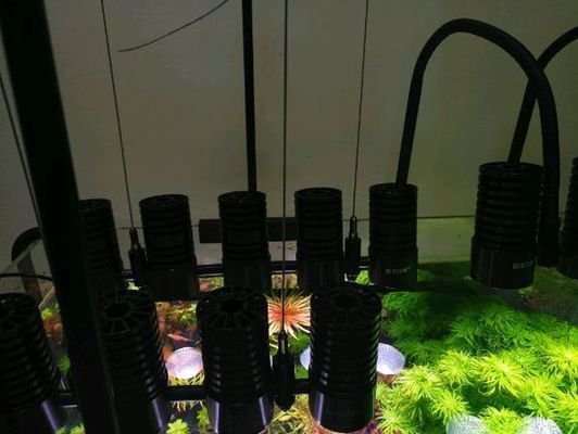 馬印神燈和尼特利：馬印神燈和尼特利at5s各有不同的特點和優勢 馬印神燈和尼特利：馬印神燈和尼特利at5s各有不同的特點和優勢 馬印水族 第3張