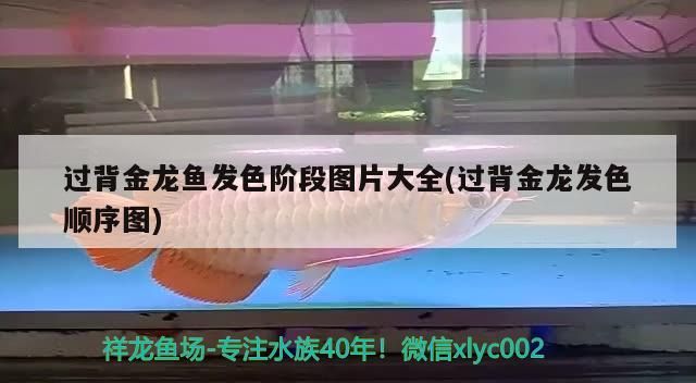 過背金龍魚發色階段圖片大全(過背金龍發色順序圖) 過背金龍魚發色階段圖片大全(過背金龍發色順序圖) 金龍魚百科