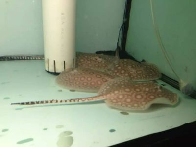黑帝魟魚怎么養：黑帝魟魚的飼養方法和注意事項