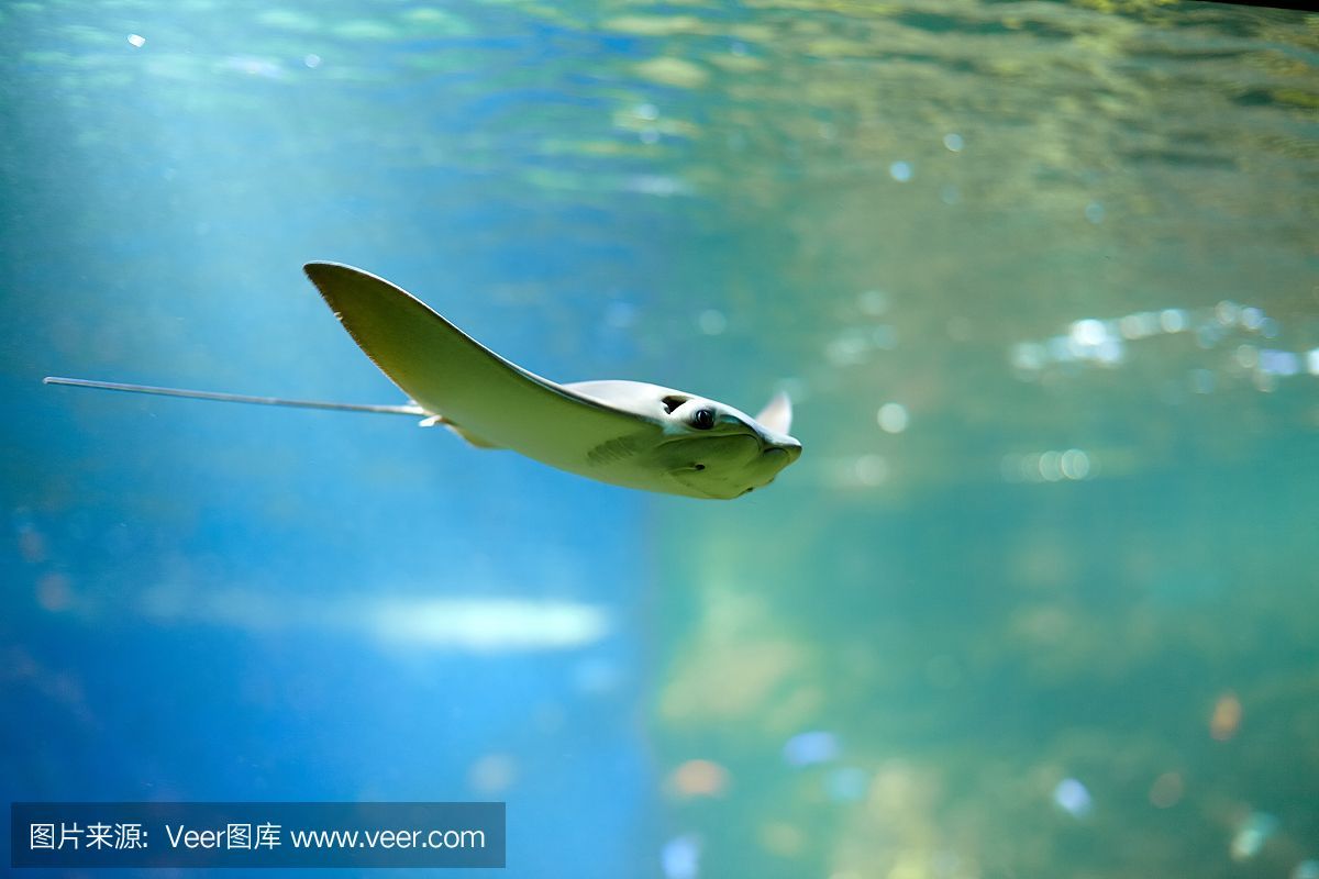 魟魚總在水面上游動怎么回事：為什么[需手動填充]魚總在水面上游動 魟魚總在水面上游動怎么回事：為什么[需手動填充]魚總在水面上游動 魟魚百科 第2張