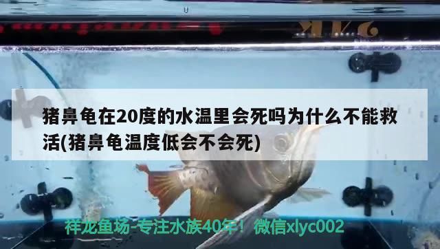 豬鼻龜在20度的水溫里會(huì)死嗎為什么不能救活(豬鼻龜溫度低會(huì)不會(huì)死)