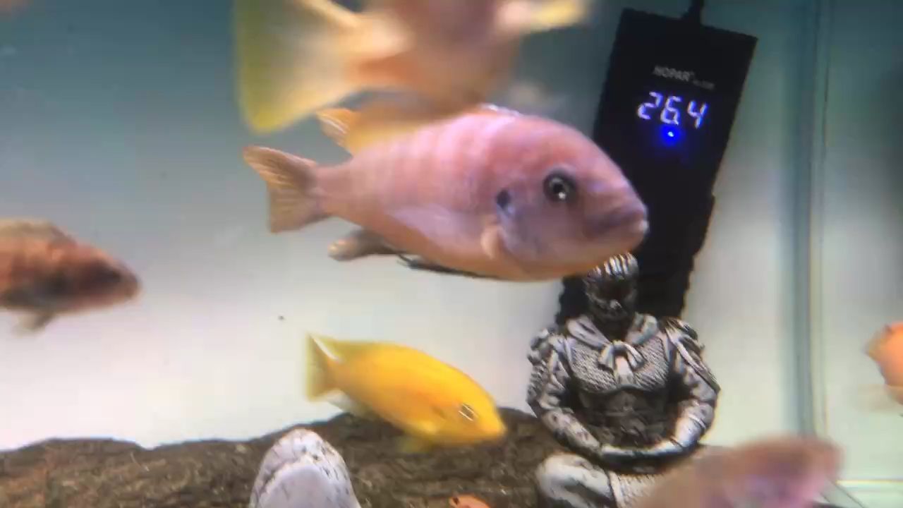 出魚嘍