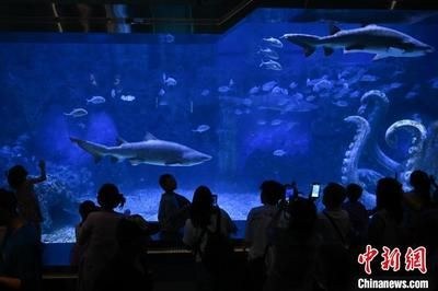 水族館開業活動方案（如何策劃水族館互動體驗活動）