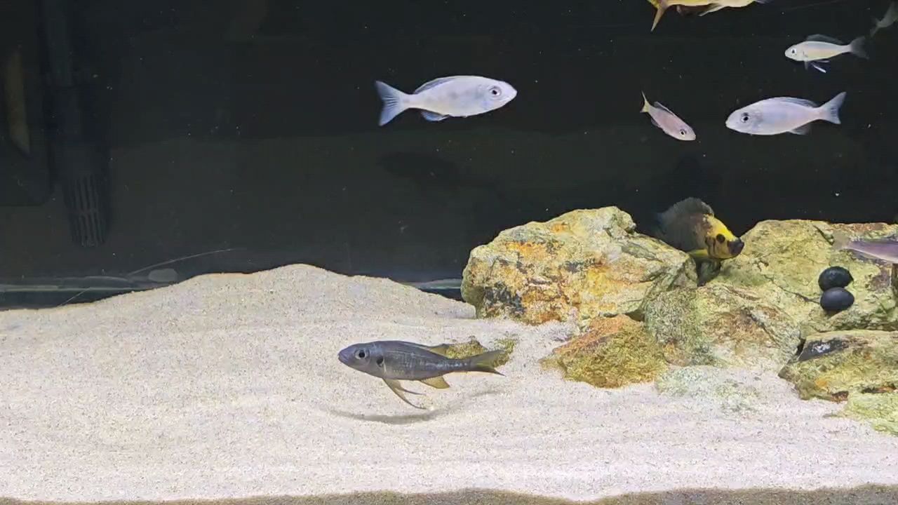 一缸小雜魚
