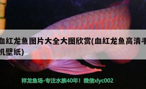 血紅龍魚圖片大全大圖欣賞(血紅龍魚高清手機壁紙) 血紅龍魚圖片大全大圖欣賞(血紅龍魚高清手機壁紙) 九鼎魚缸