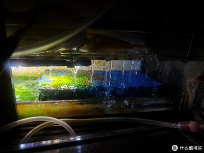 博特魚(yú)缸過(guò)濾怎么樣好用嗎知乎：博特魚(yú)缸過(guò)濾怎么樣好用嗎