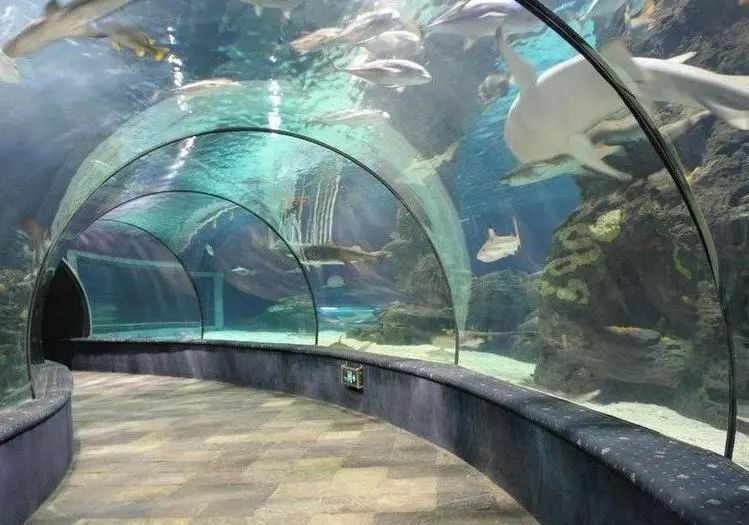水族館需要預(yù)約嗎：上海海洋水族館和徐州水族館預(yù)約情況