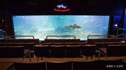 水族館需要預(yù)約嗎：上海海洋水族館和徐州水族館預(yù)約情況