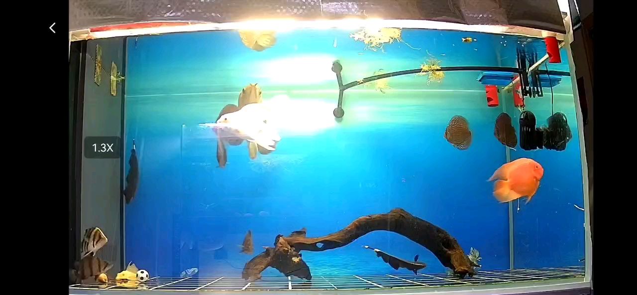出差只能遠程看一下魚